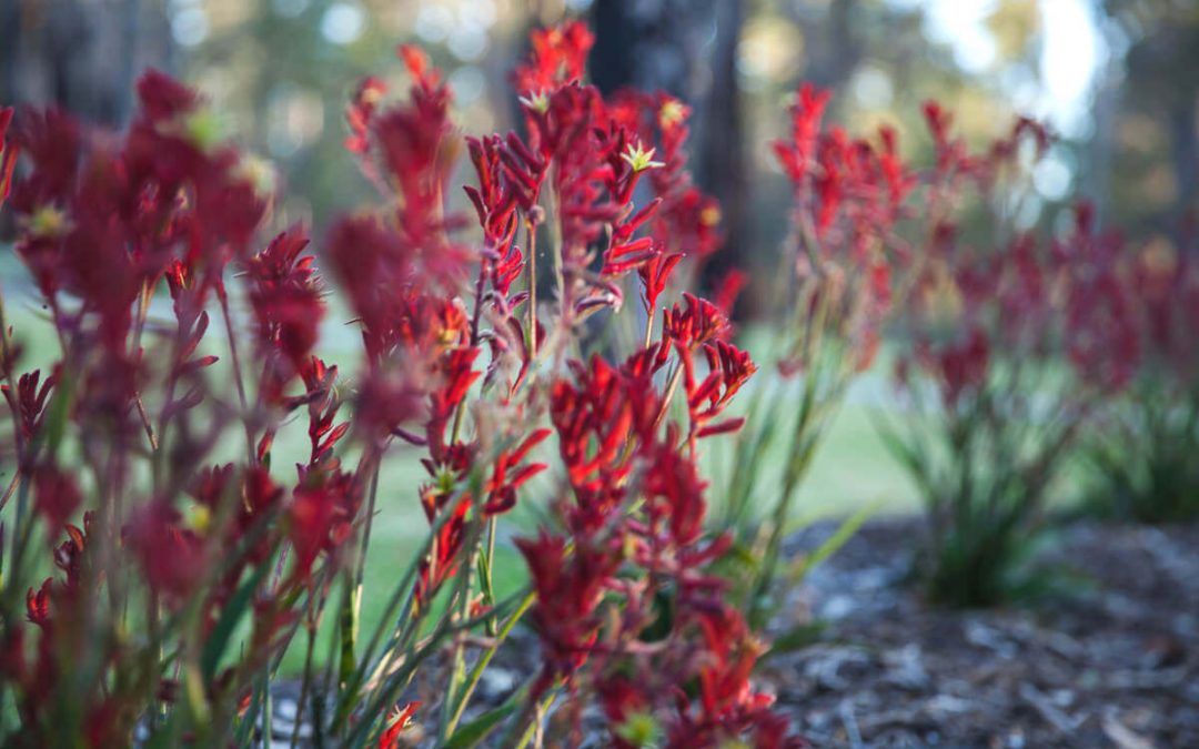 Walk amongst wildflowers to soothe the soul